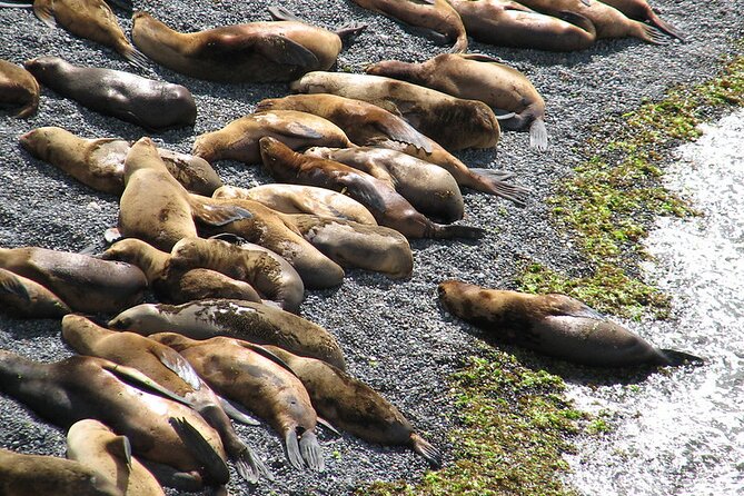 Shore Excursion Punta Loma Sea Lions Reserve Including Puerto Madryn City Tour - Puerto Madryn City Loop: Quick Orientation Without the Guesswork