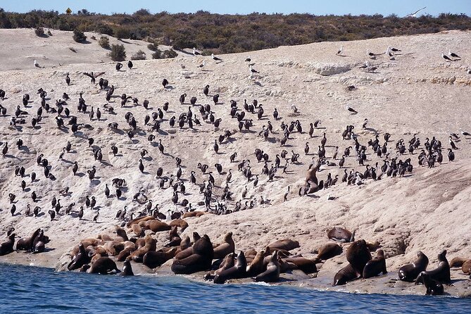 Shore Excursion Punta Loma Sea Lions Reserve Including Puerto Madryn City Tour - Price and Value: Is $105 Fair for a Two Hour Shore Stop?