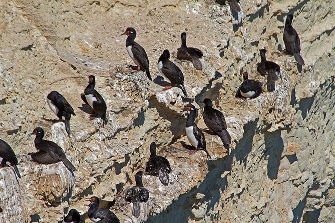 Shore Excursion Punta Loma Sea Lions Reserve Including Puerto Madryn City Tour - Pickup, Timing, and Cruise Reality: The Low Tide Variable