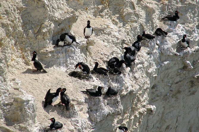 Shore Excursion Punta Loma Sea Lions Reserve Including Puerto Madryn City Tour - Guide and Language: Make Sure English Really Works for Your Day