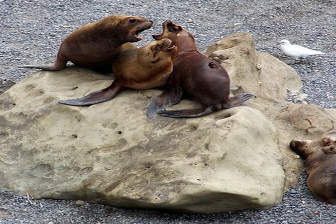 Shore Excursion Punta Loma Sea Lions Reserve Including Puerto Madryn City Tour - Who This Shore Excursion Fits Best
