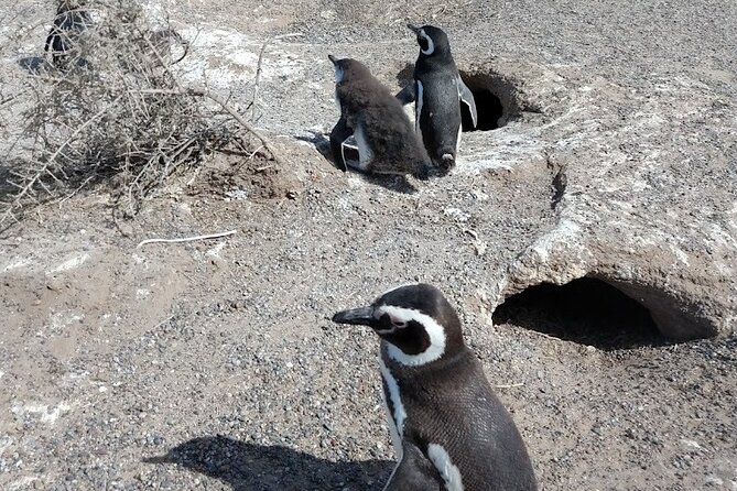 Shore Excursion PUNTA TOMBO Cruise Passengers - Why this cruise day centers on Punta Tombo penguins