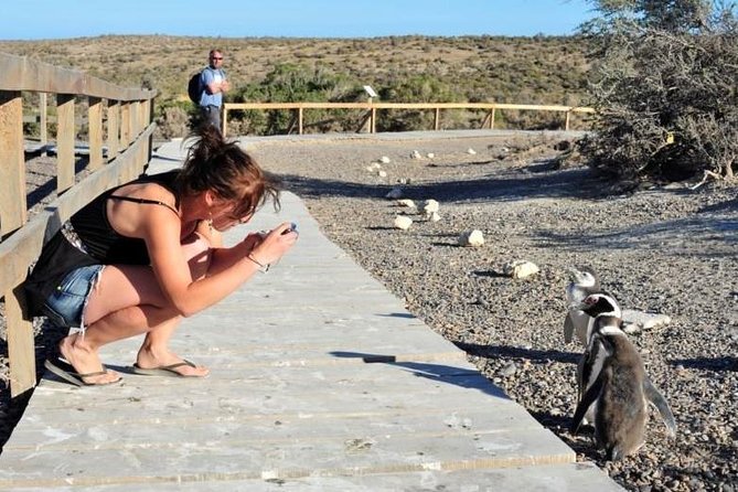 Shore Excursion Punta Tombo cruise passengers Puerto Madryn - Key things to know before you go