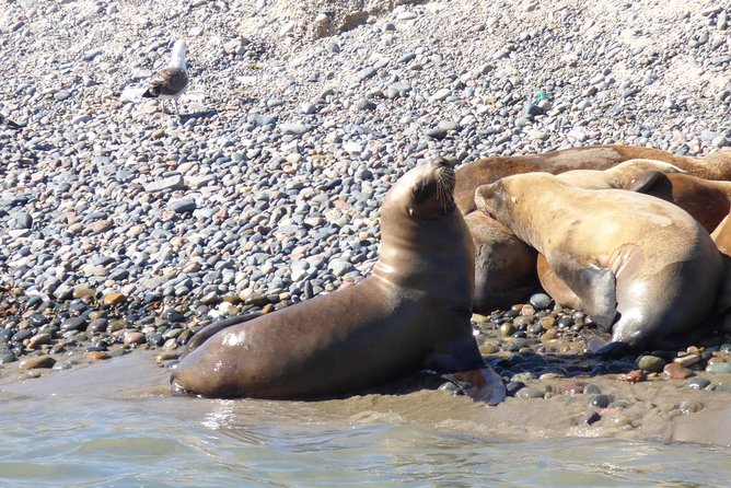 Shore Tours Peninsula Valdes Cruise Ship Passengers Puerto Madryn - Caleta Valdés Viewpoints at Punta Cantor: Seals, Elephant Seals, and the Orca Question