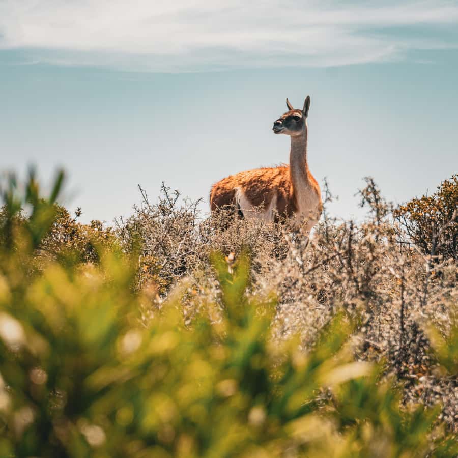 Shore Tours Peninsula Valdes Puerto Madryn Cruise Passengers - What’s included, what’s not, and how to avoid last-minute surprises