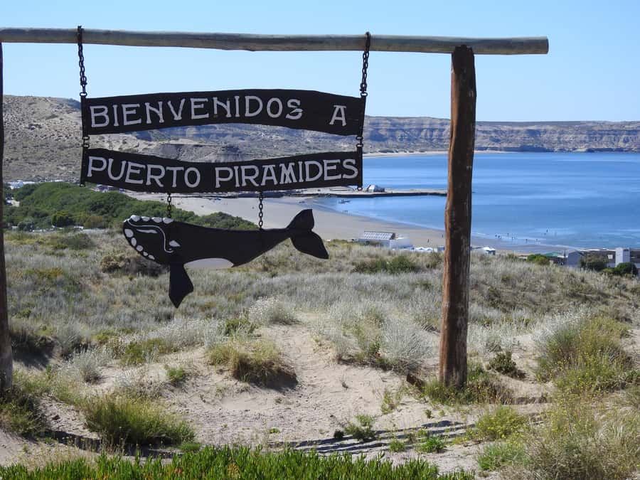 Shore Tours Peninsula Valdes Puerto Madryn Cruise Passengers - Why Península Valdés fits a 7-hour cruise day