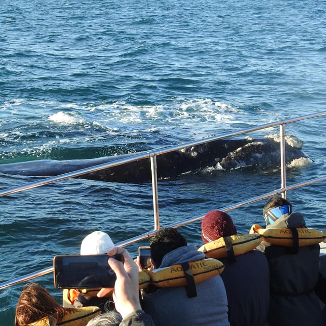 Shore Tours Peninsula Valdes Puerto Madryn Cruise Passengers - Punta Cantor: another guided viewing stop with strong photo value