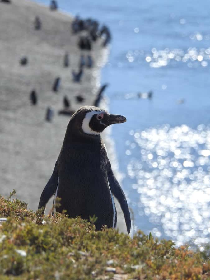 Shore Tours Peninsula Valdes Puerto Madryn Cruise Passengers - Puerto Pirámides: the town break that makes the day feel complete