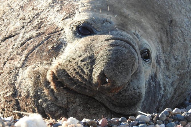 SIB Cruise Shore Excursion Peninsula Valdes - Pto Madryn - Patagonia Argentina - Key Things I’d Prioritize Before You Go