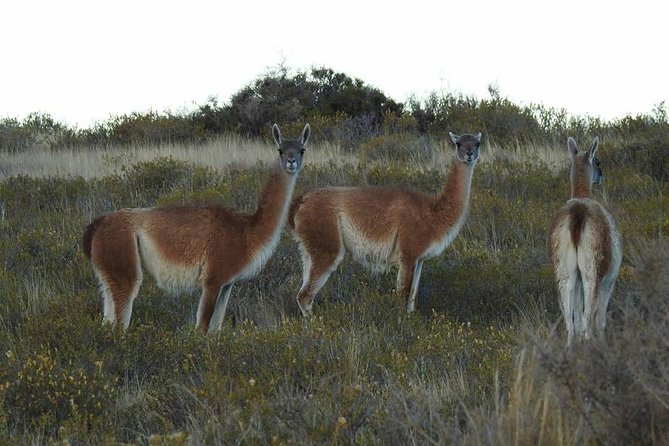 SIB Cruise Shore Excursion Peninsula Valdes - Pto Madryn - Patagonia Argentina - Why This Puerto Madryn to Peninsula Valdes Trip Feels Like a Wildlife Safari
