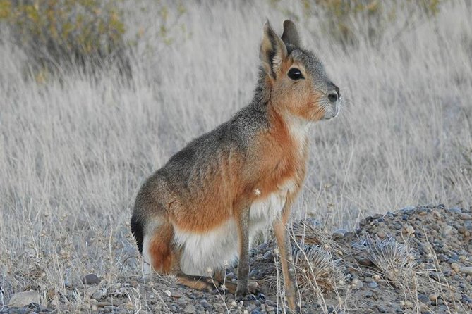SIB Cruise Shore Excursion Peninsula Valdes - Pto Madryn - Patagonia Argentina - Crossing Peninsula Valdes: The Animal Odds Across a UNESCO World Heritage Site