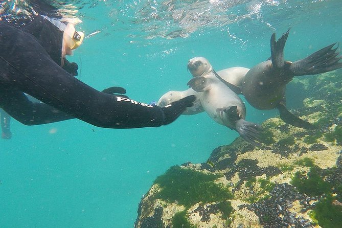 Snorkeling with Sea Lions - Punta Loma sea lions, up close in Puerto Madryn