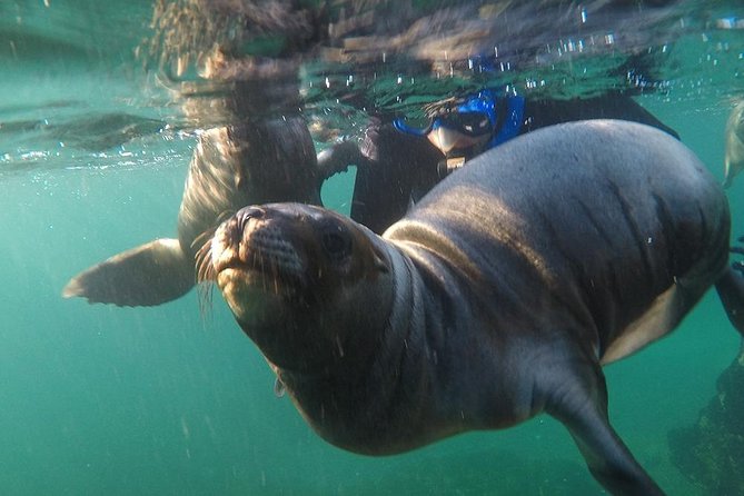 Snorkeling with Sea Lions - Who this tour suits best, and who should skip it