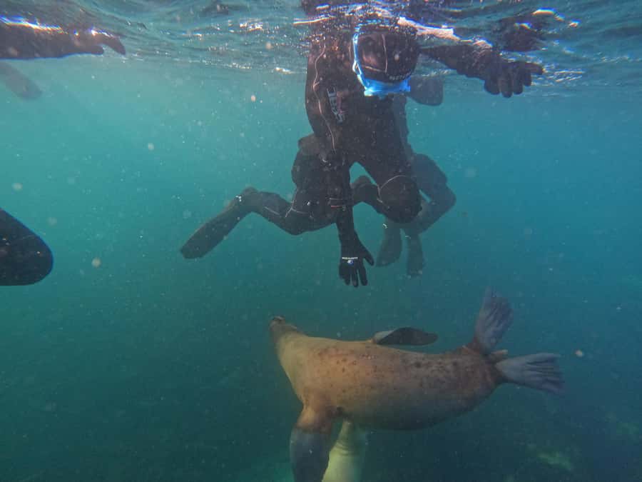 Snorkeling with Sea Lions - The Snorkel Session: About 40 Minutes of Waiting for the Right Moment