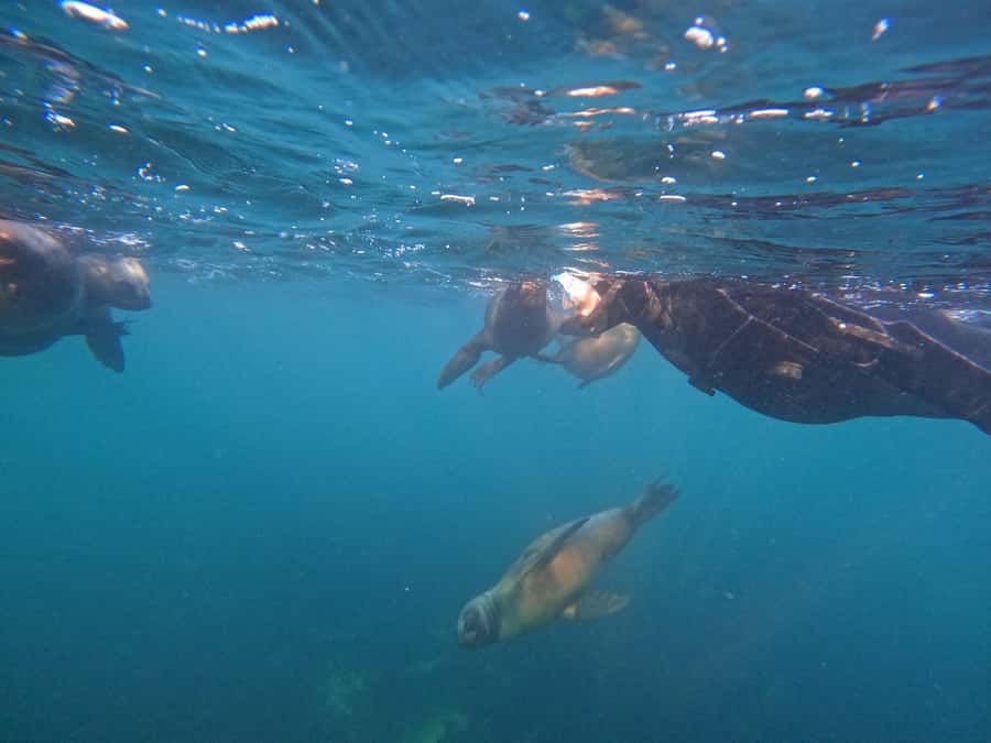 Snorkeling with Sea Lions - Animal Respect at Punta Loma, and Why It Helps You See More