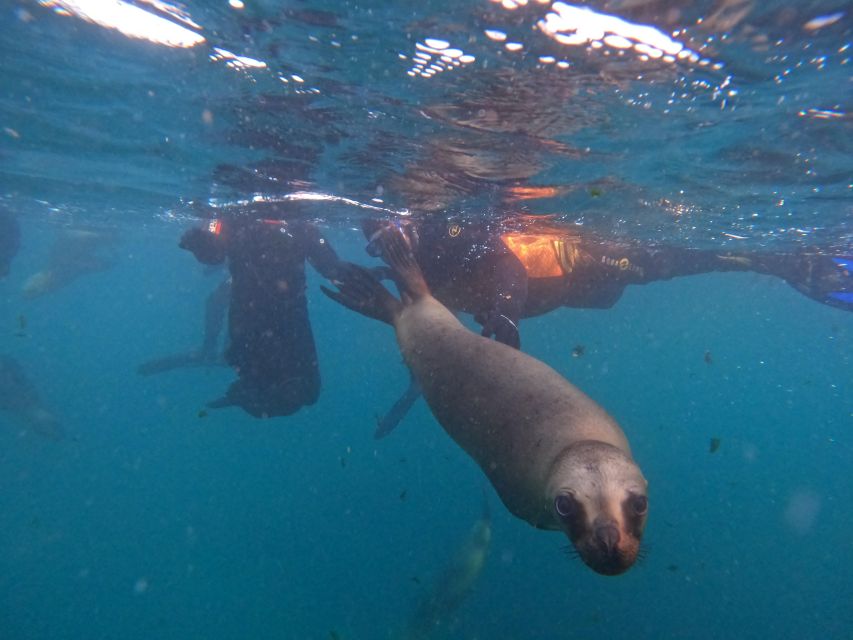 Snorkeling with Sea Lions - Languages, Group Size, and Getting Help When You Need It