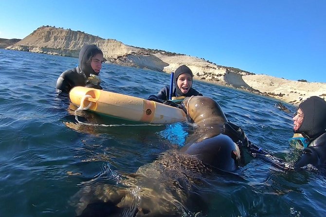Snorkeling with Sea Lions by Madryn Buceo - Why Punta Loma Sea Lions Feel Special in Puerto Madryn