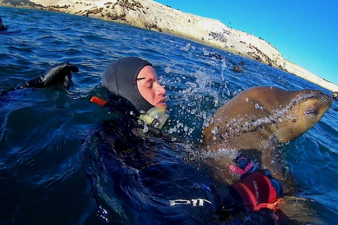 Snorkeling with Sea Lions by Madryn Buceo - Small-Group Logistics: Meeting Point and What the Morning Looks Like
