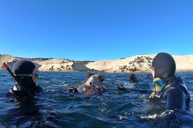 Snorkeling with Sea Lions by Madryn Buceo - Muelle Luis Piedra Buena: When the Coast Becomes Your Wildlife Checklist