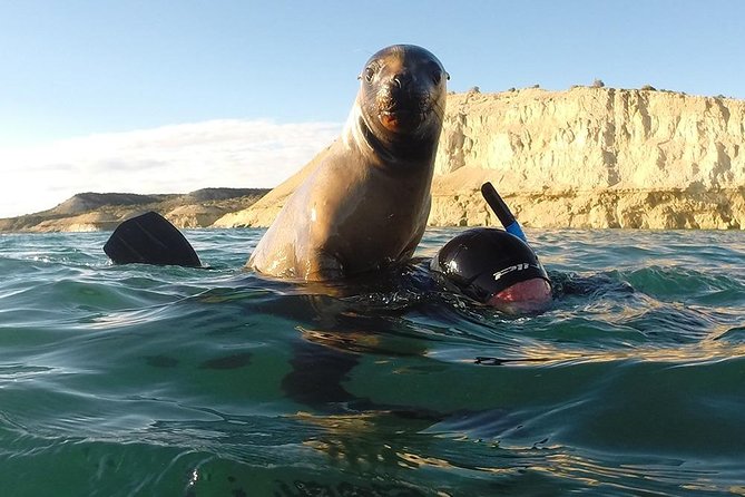 Snorkeling with Sea Lions - Finding Lobo Larsen and Getting Your Gear Sorted Fast
