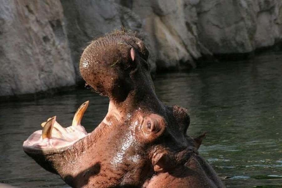 Temaiken Biopark Entry Tickets - African Zone and the island habitats: meerkats to flamingos