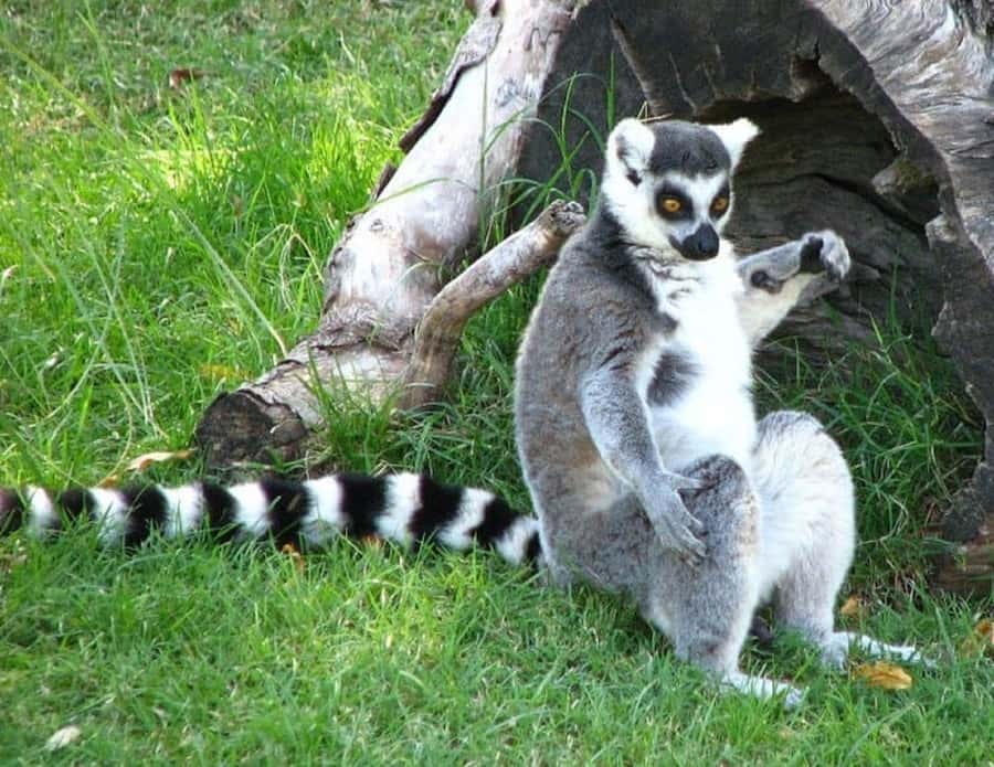 Temaiken Biopark Entry Tickets - Asian Zone animal encounters: tigers, flying fox, and bats