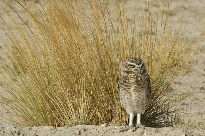 The Best of Peninsula Valdés in one day - The Peninsula Valdés Season Logic (When You’ll Actually See What You Want)