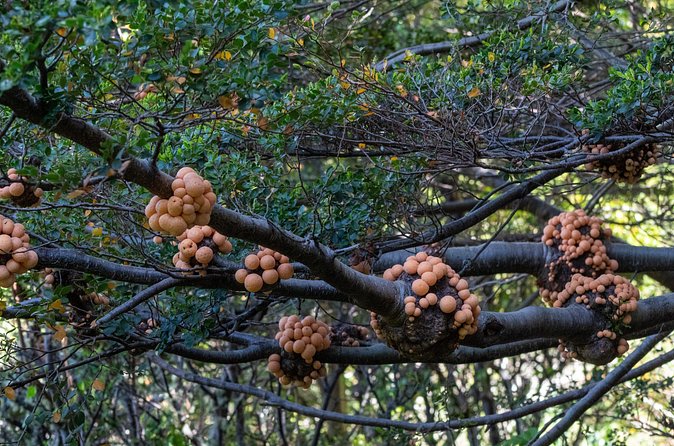 Tierra del Fuego National Park by Hike - Small groups - Bahia Ensenada Zaratiegui: Andes, forest, sea in one session