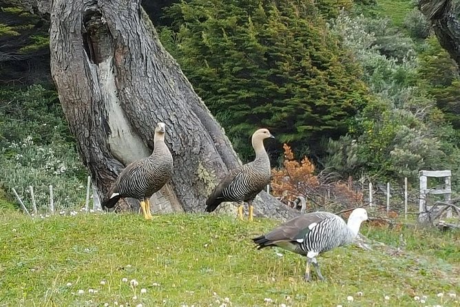 Tierra Del Fuego National Park Tour - Tierra del Fuego National Park And Lake Roca, Where The Day Gets Its Pace