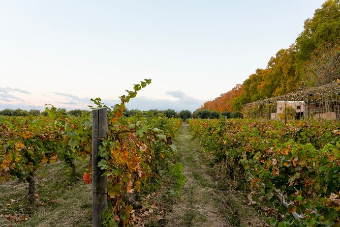 Tour and Tasting in 3 Wineries and 1 Olive Tree in Maipu - Who will love this tour most, and who should rethink it