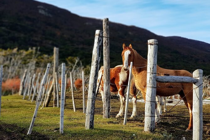 Tour of Puerto Almanza and Punta Paraná in Ushuaia - Stop 3: Ruca Kellen Organic Farm, Old Beaver-Dam Land, and Artisanal Treats