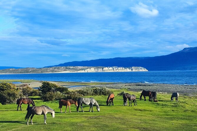 Tour of Puerto Almanza and Punta Paraná in Ushuaia - Food Matters Here: What You’re Actually Getting at Dinner