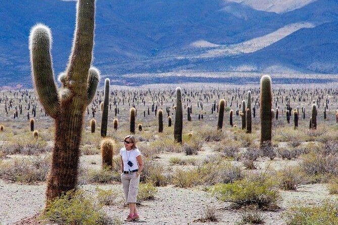 Tour to Cachi from Salta - Key highlights before you go