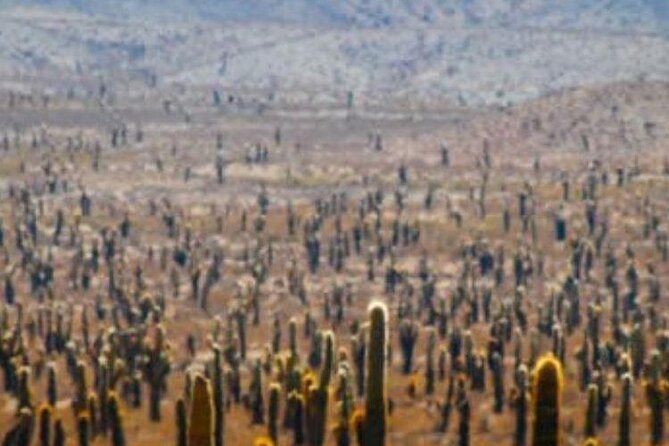 Tour to Cachi from Salta - A long day trip that actually makes sense: Salta to Cachi