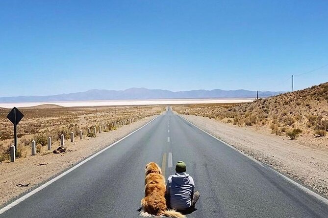Tour to Cachi from Salta - Los Cardones National Park: see the cardons up close
