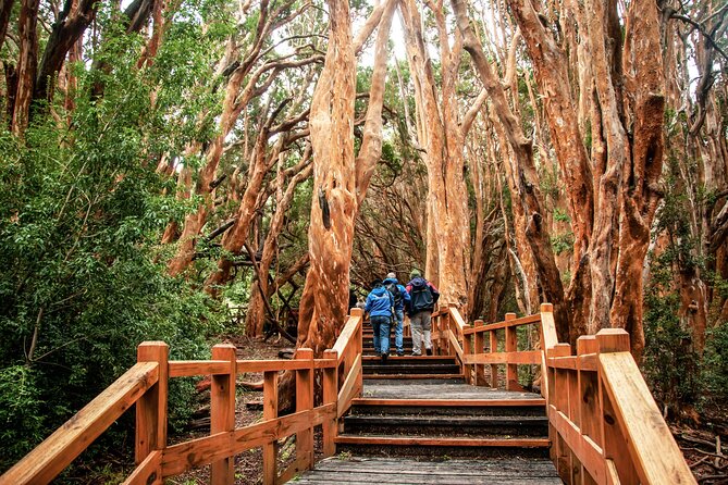 Tour with Navigation to the Arrayanes Forest and Victoria Island - Why this Bariloche mix is a smart half-day plan