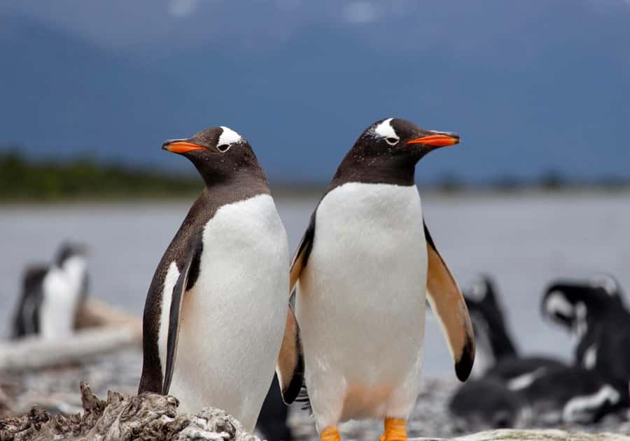 USHUAIA: ALMANZA, THE SPIDER CRAB ROUTE & PENGUIN SIGHTING - Key Things You Will Really Notice on This Tour