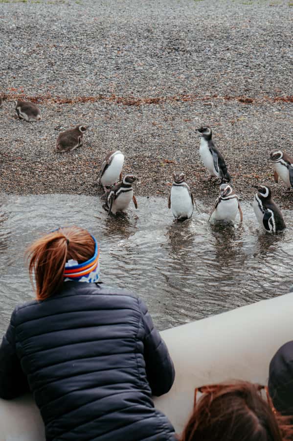 USHUAIA: ALMANZA, THE SPIDER CRAB ROUTE & PENGUIN SIGHTING - The Road Trip Feeling: Ushuaia, Route N3, and the Fuegian Valleys