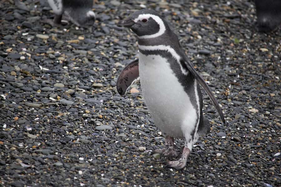USHUAIA: ALMANZA, THE SPIDER CRAB ROUTE & PENGUIN SIGHTING - Lunch in Puerto Almanza: End-of-the-World Seafood That Actually Uses Local Ingredients