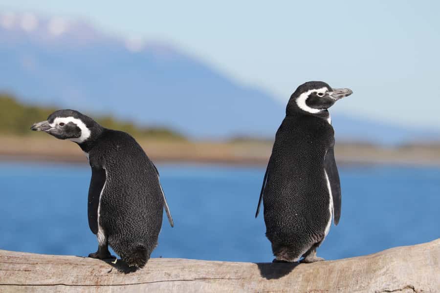 Ushuaia: Beagle Channel and Penguin Island - Key Highlights That Matter on This Cruise