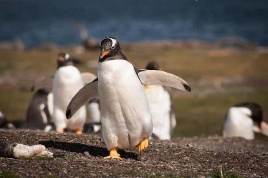 Ushuaia: Beagle Channel and Penguin Island - Why This Beagle Channel and Martillo Island Day Feels Different Than a Typical Cruise