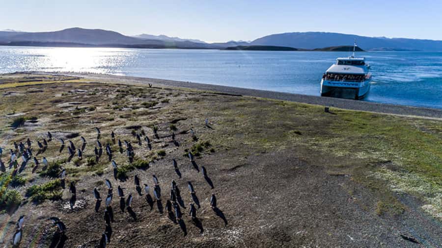 Ushuaia: Beagle Channel and Penguin Island - Who This Cruise Suits Best (and Who Should Think Twice)