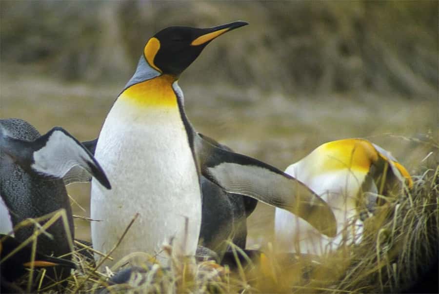 Ushuaia: Beagle Channel Boat Tour and Penguin Experience - Why the Beagle Channel plus Martillo penguins makes a great Ushuaia day