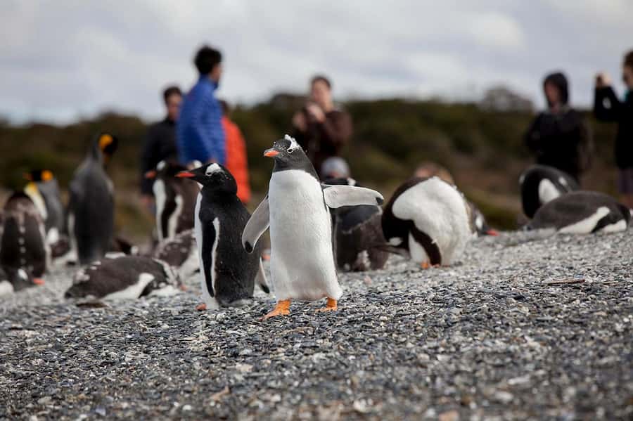 Ushuaia: Beagle Channel Boat Tour and Penguin Experience - Route 3 driving and the role of overland time