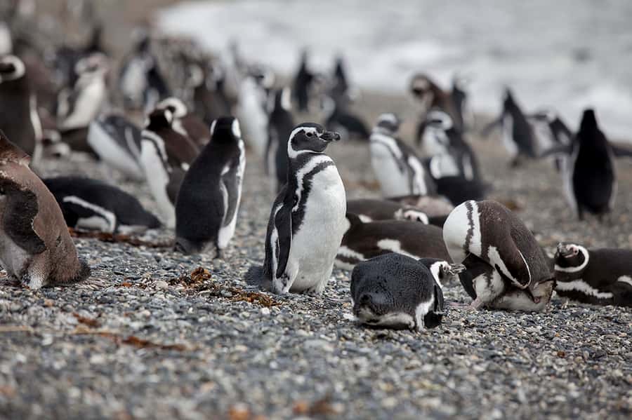 Ushuaia: Beagle Channel Boat Tour and Penguin Experience - What to bring, and how to handle cold, rain, and walking time