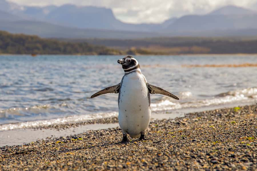 Ushuaia: Beagle Channel Boat Tour and Penguin Experience - Who this tour suits, and who should skip it