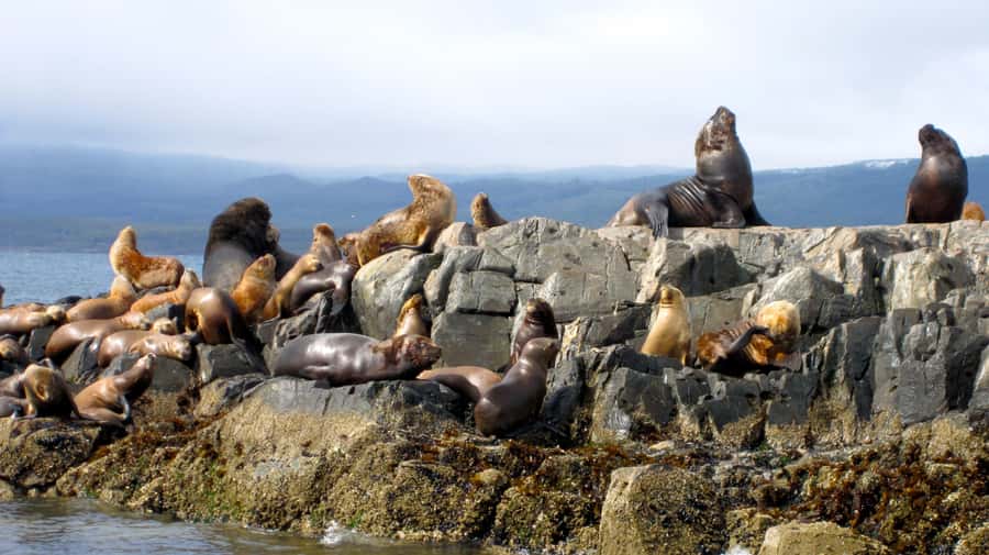Ushuaia: Beagle Channel Boat Tour and Penguin Experience - Meeting at Secretaría de Turismo and how the day usually moves