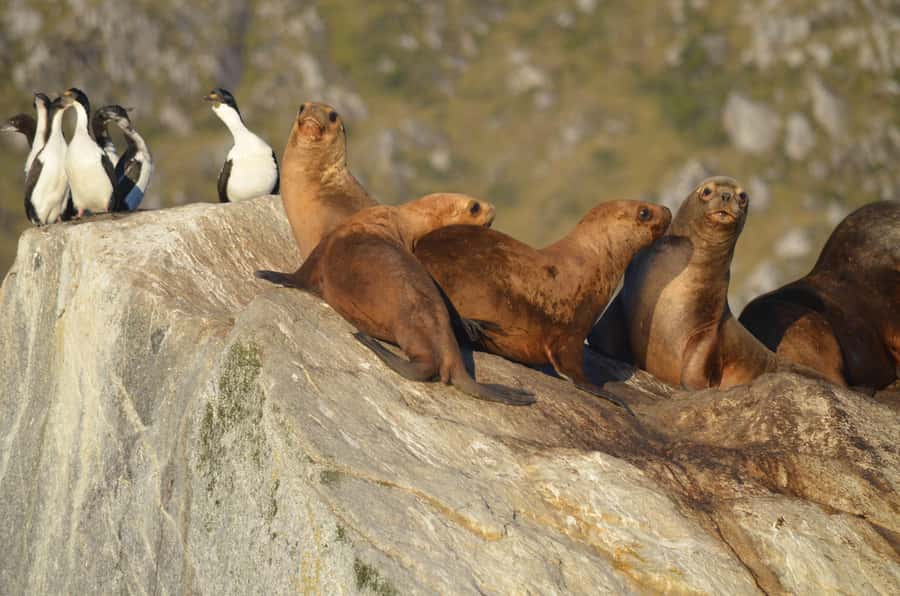 Ushuaia: Beagle Channel Catamaran Tour - Key Things You Should Know Before You Go
