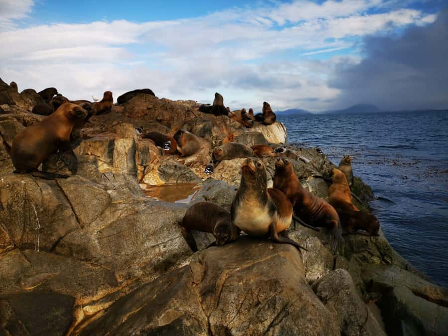Ushuaia: Beagle Channel Catamaran Tour - Who This Tour Suits Best