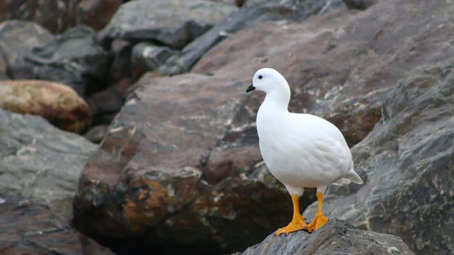Ushuaia: Beagle Channel Catamaran Tour - Your Heated Catamaran Ride, Deck Time, and What Comfort Actually Means Here